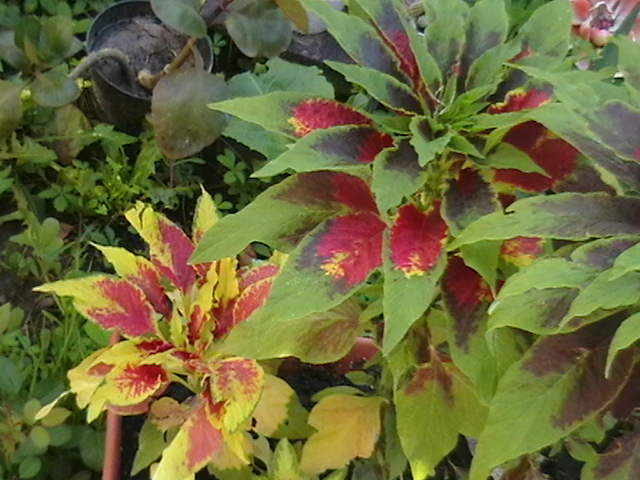 IMGA0557 - oxigenul din case 2010