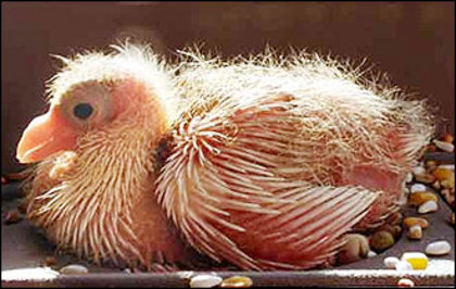 ziua 13 - Evolutia unui pui de porumbel in 36 de zile