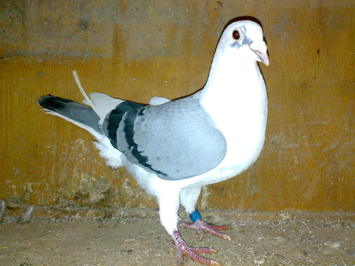 55