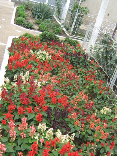 septembrie 056 - FLORI 2010