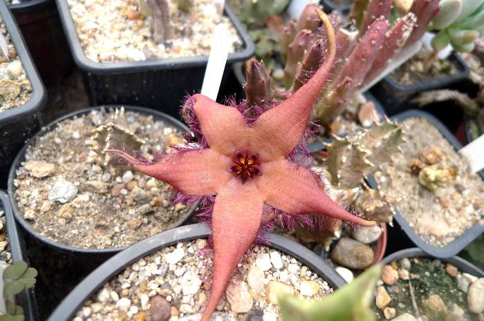  - Stapelia schinzii