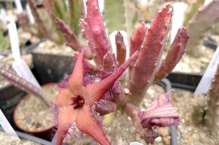  - Stapelia schinzii