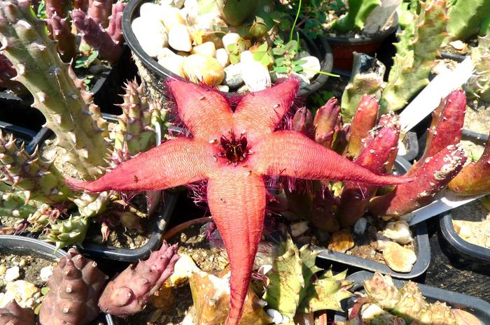  - Stapelia schinzii