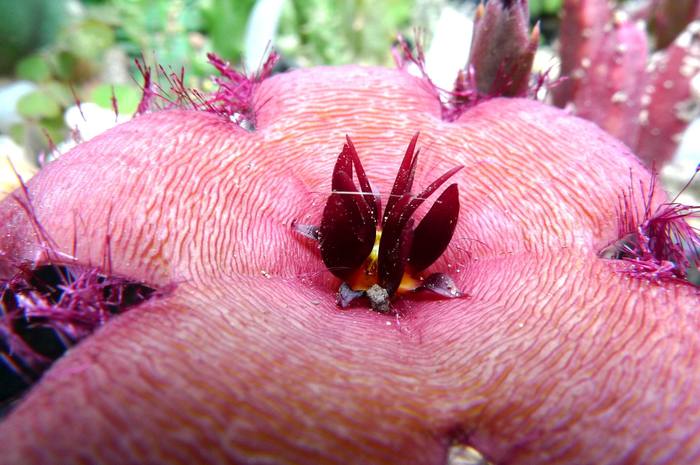  - Stapelia schinzii