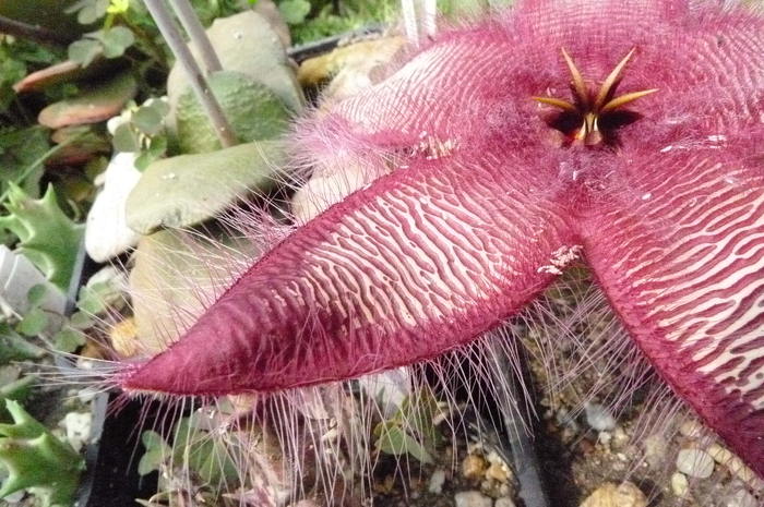  - Stapelia gettleffii