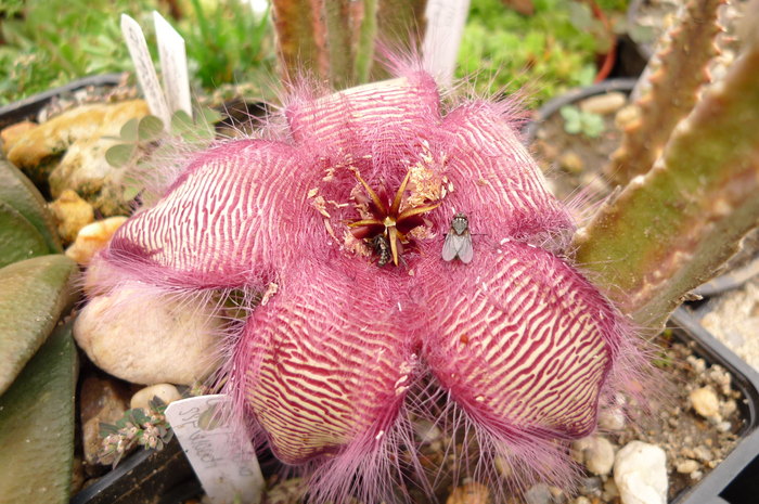  - Stapelia gettleffii