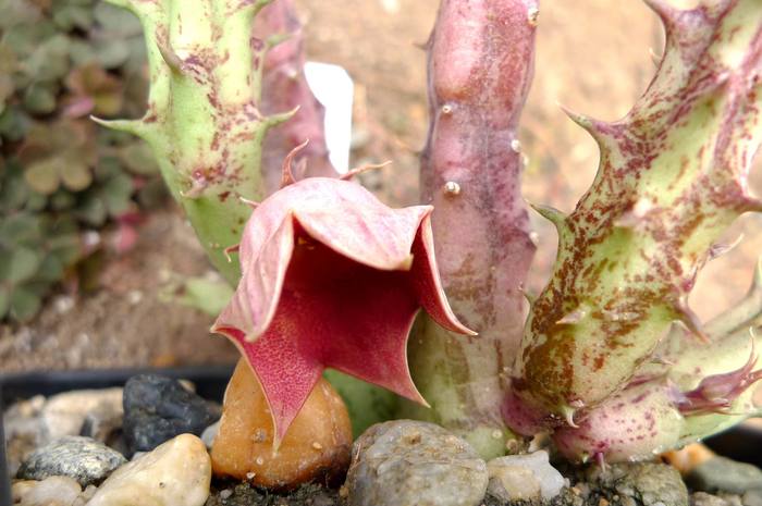  - Huernia sp Nova DP7803A Yemen