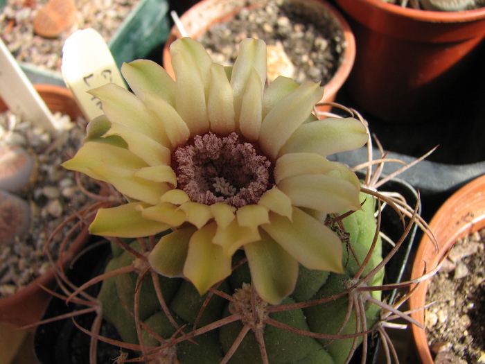 IMG_11 - Cactusi