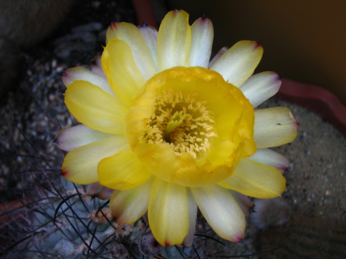 IMG_33 - Cactusi
