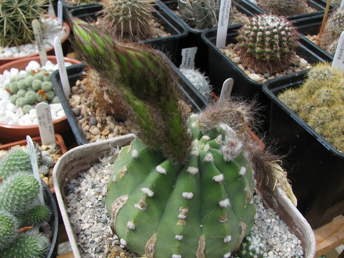 IMG_36 - Cactusi