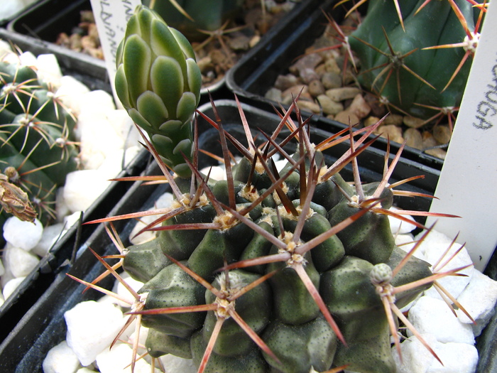 IMG_61 - Cactusi