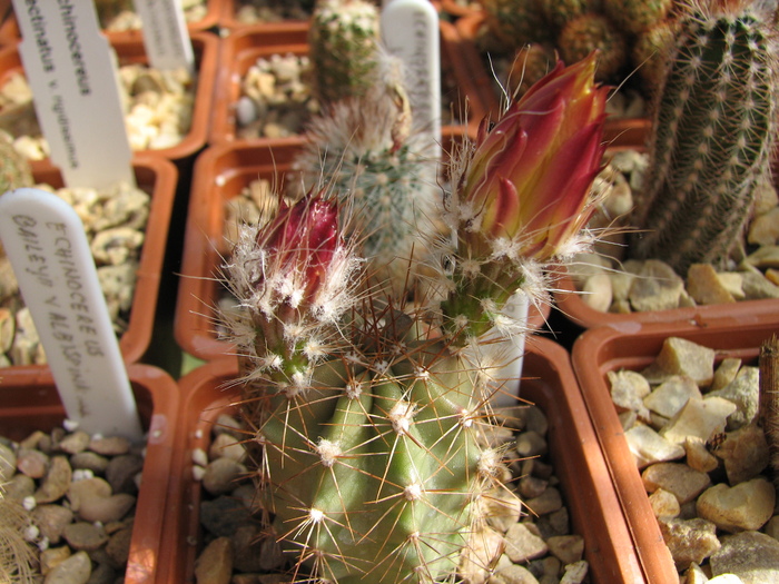 IMG_74 - Cactusi