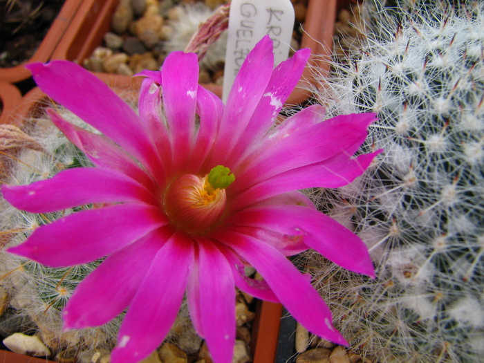 Krainzia guelzowiana (2) - Cactusi