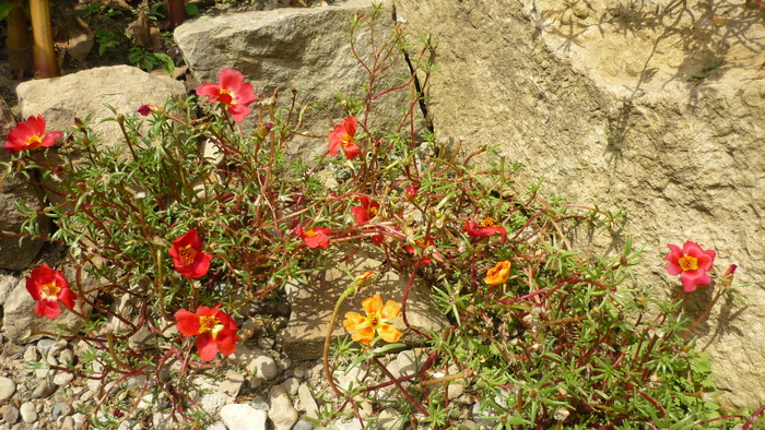 flori de piatra galbene si rosii - Flori de piatra