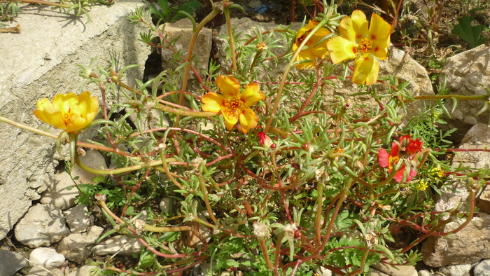 flori de piatra galbene - Flori de piatra