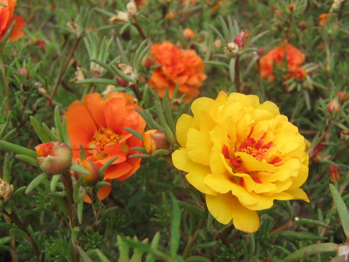 5 septembrie 063 - FLORI 2010