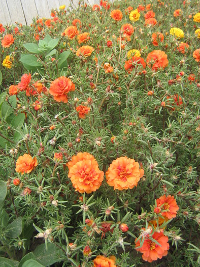 5 septembrie 062 - FLORI 2010