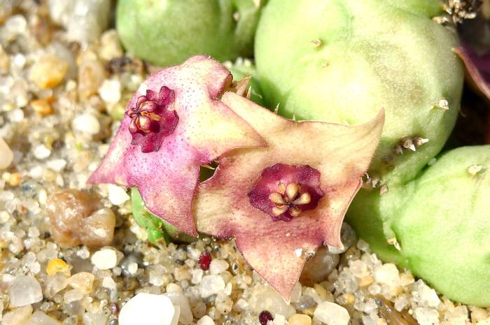  - Duvalia parviflora x Huernia sp