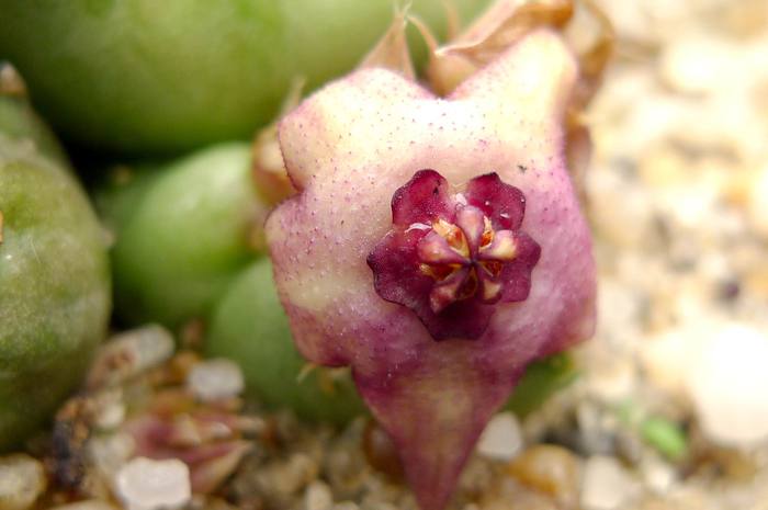  - Duvalia parviflora x Huernia sp