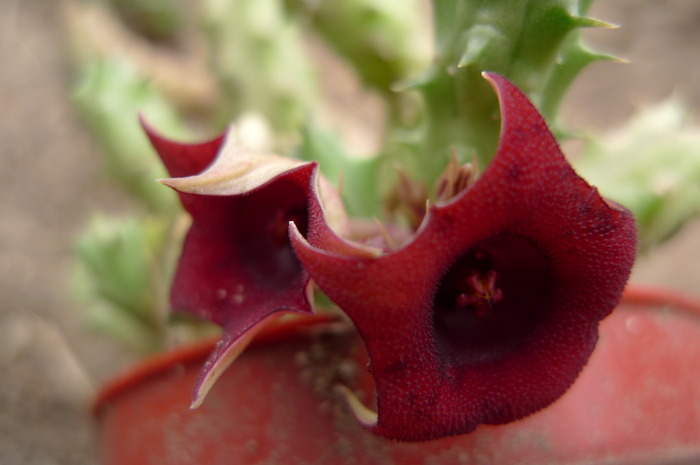  - Huernia schneideriana