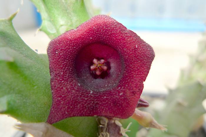  - Huernia schneideriana