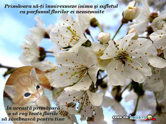 poze_haioase_funny_photos_033972900123560732549a5df1d52fb7450497486 - cateva din pozele mele cu vedete