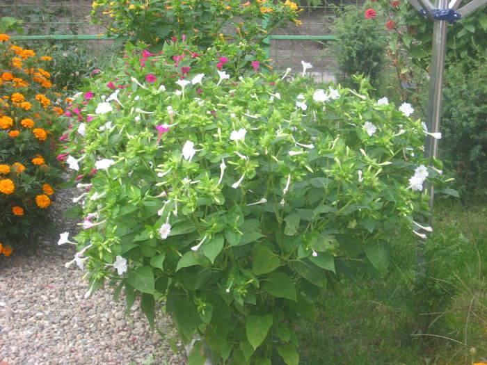 IMG_8768 - Noptiute_mirabilis jalapa