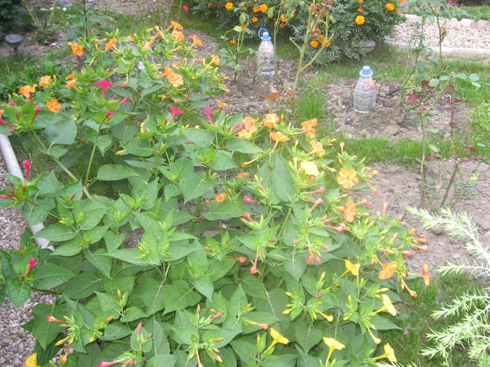 IMG_8786 - Noptiute_mirabilis jalapa