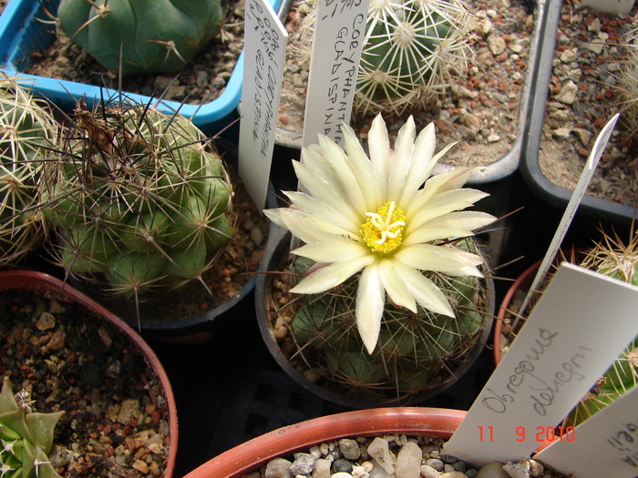 DSC08835 - Cactusi Septembrie