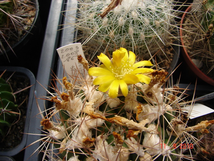 DSC08836 - Cactusi Septembrie