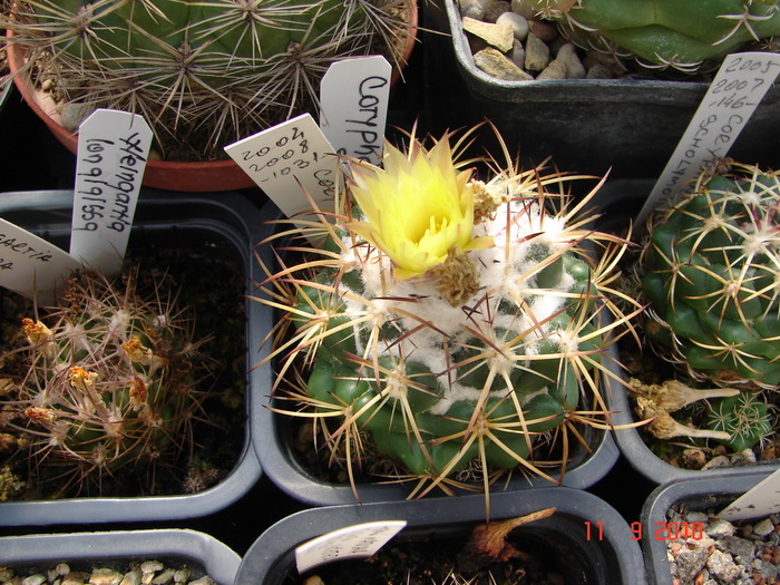 DSC08837 - Cactusi Septembrie