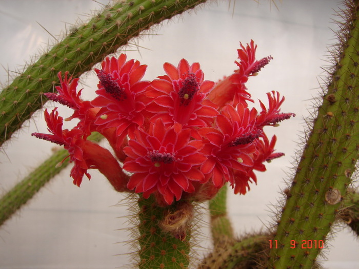 DSC08840 - Cactusi Septembrie