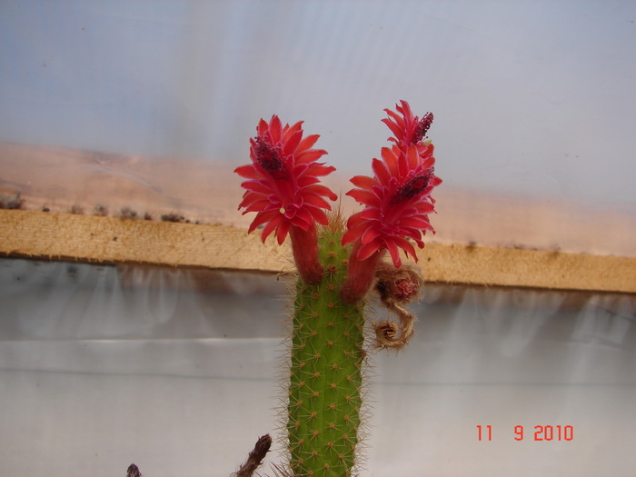 DSC08841 - Cactusi Septembrie