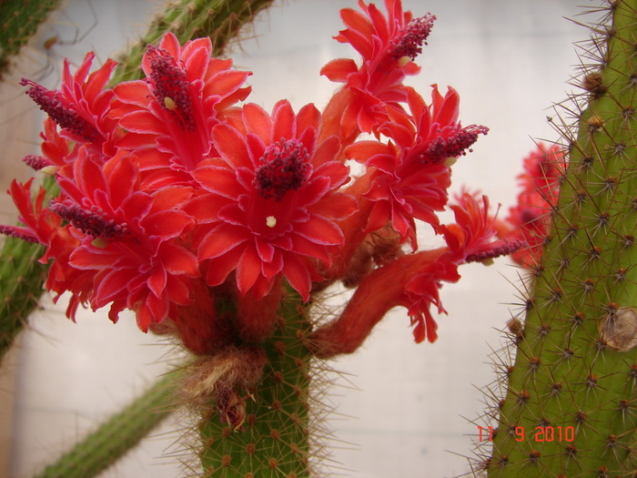 DSC08842 - Cactusi Septembrie