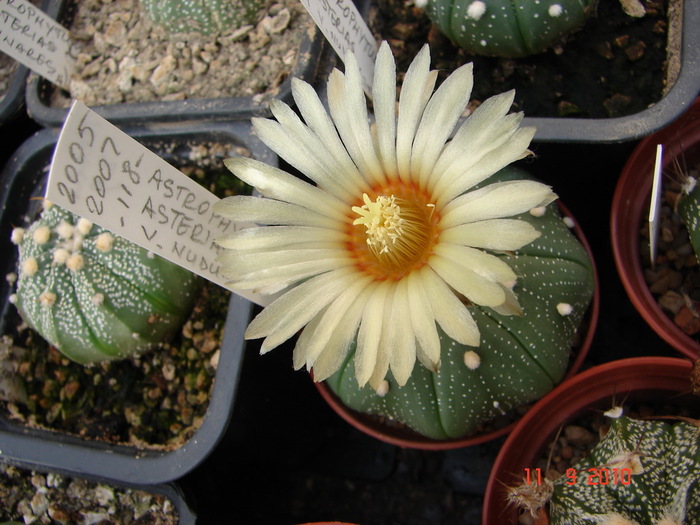 DSC08844 - Cactusi Septembrie