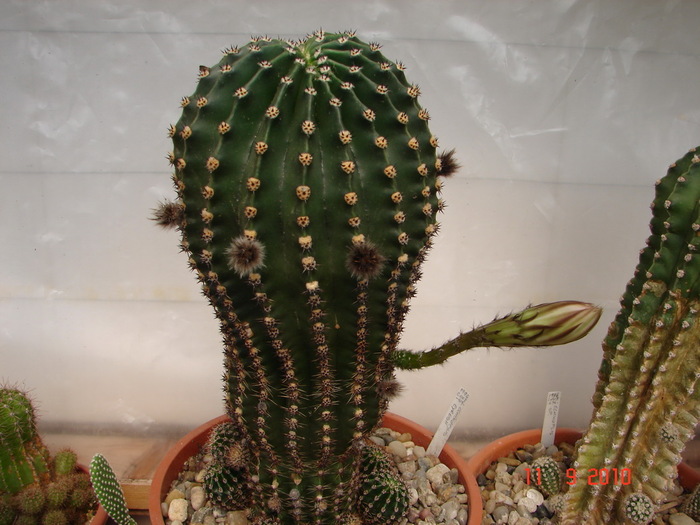 DSC08849 - Cactusi Septembrie