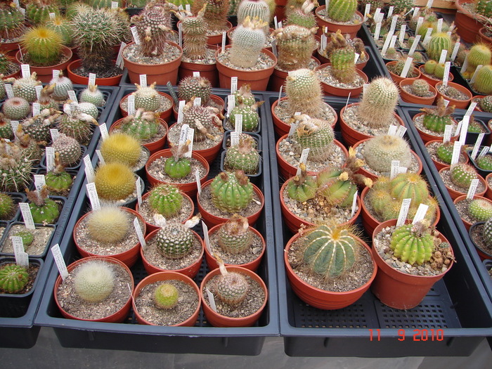 DSC08852 - Cactusi Septembrie