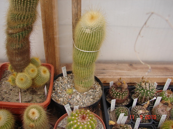 DSC08855 - Cactusi Septembrie