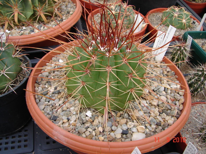 DSC08857 - Cactusi Septembrie