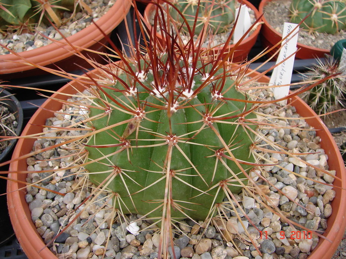 DSC08858 - Cactusi Septembrie
