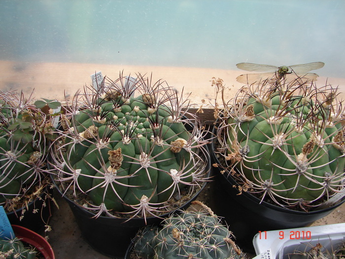 DSC08859 - Cactusi Septembrie