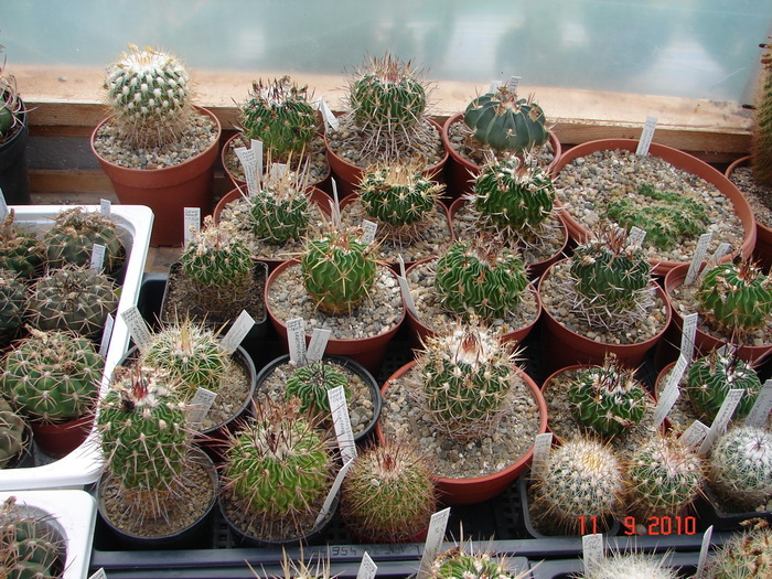 DSC08861 - Cactusi Septembrie