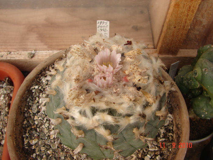 DSC08863 - Cactusi Septembrie
