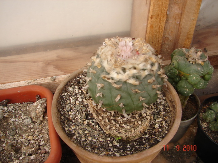 DSC08864 - Cactusi Septembrie