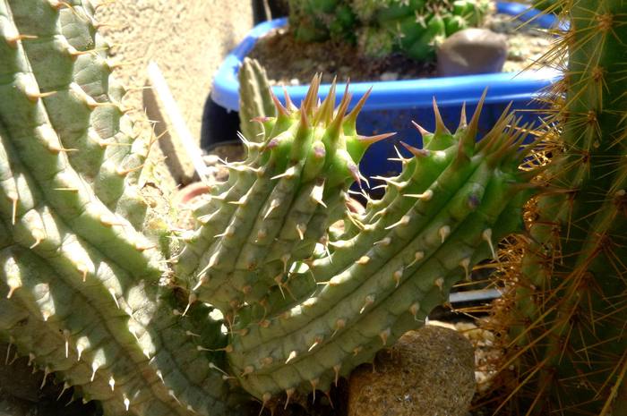  - Hoodia gordonii