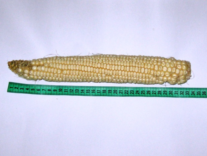 stiulete porumb gigant - Vegetale gigant