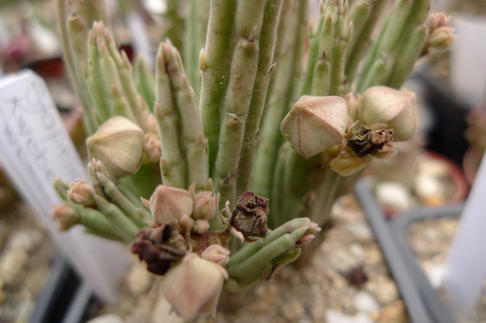  - Stapelia kwebensis