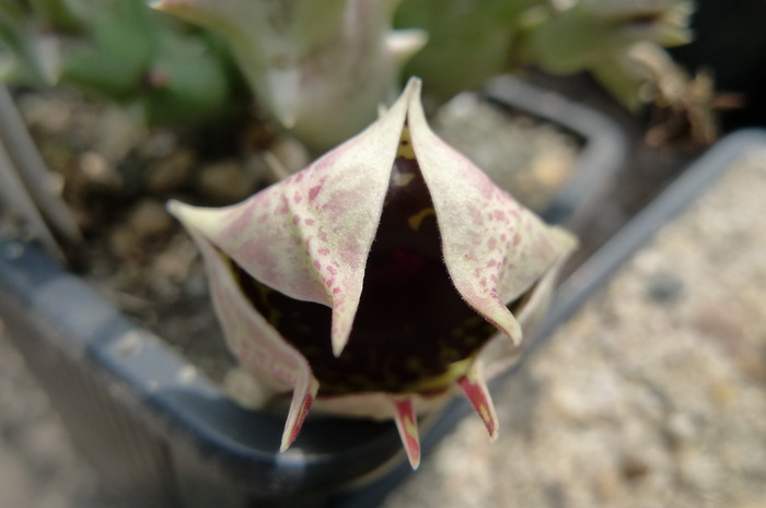  - Huernia confusa