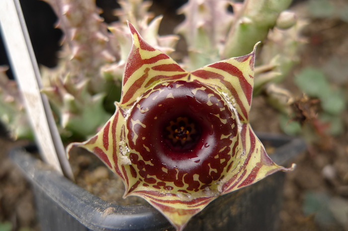  - Huernia confusa