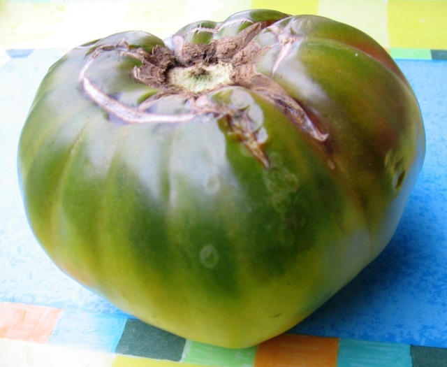 tomata verde; NU se coloreaza mai mult decat in foto;am asteptat sa se coaca pana la limita alterarii.
